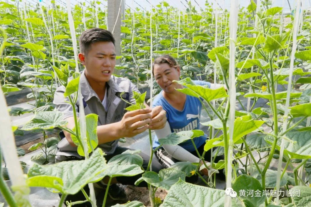 育苗袋种植黄瓜技术及其优势探究