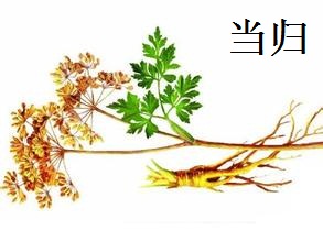 当归育苗专用袋，开启现代农业育苗技术革新篇章