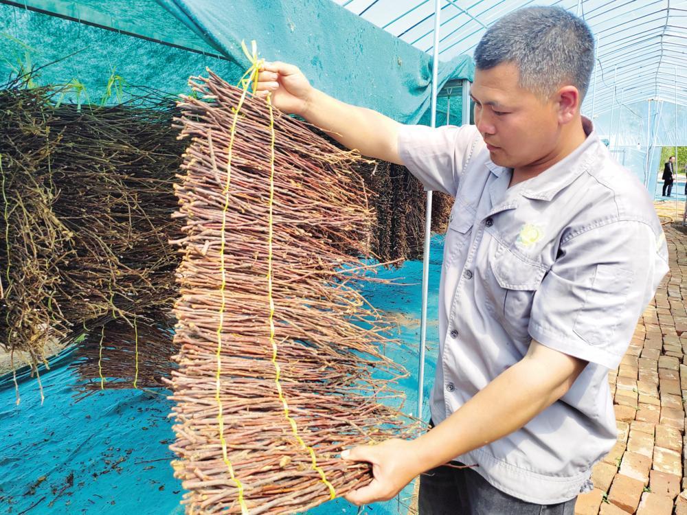 生态种植新技术，育苗袋种金蝉法介绍