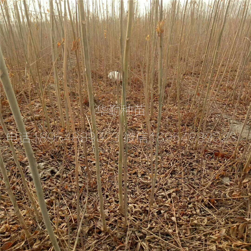 育苗袋苗木栽种技术及其应用概览