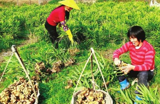 创新种植技术，育苗袋种姜法