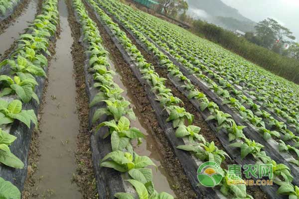 烤烟育苗假植袋的应用及其影响分析