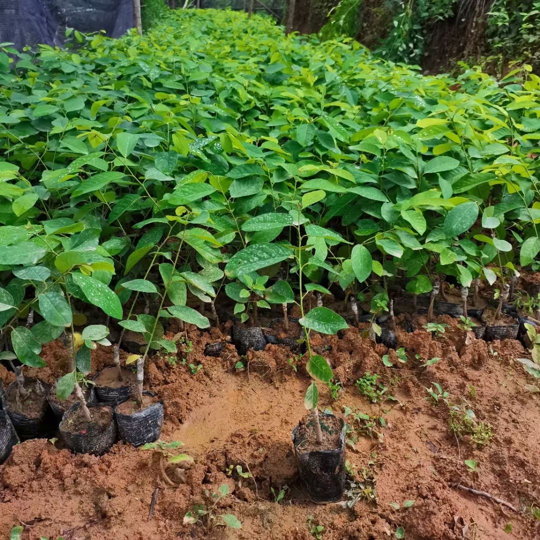 释迦果苗育苗袋种植技术与管理策略详解