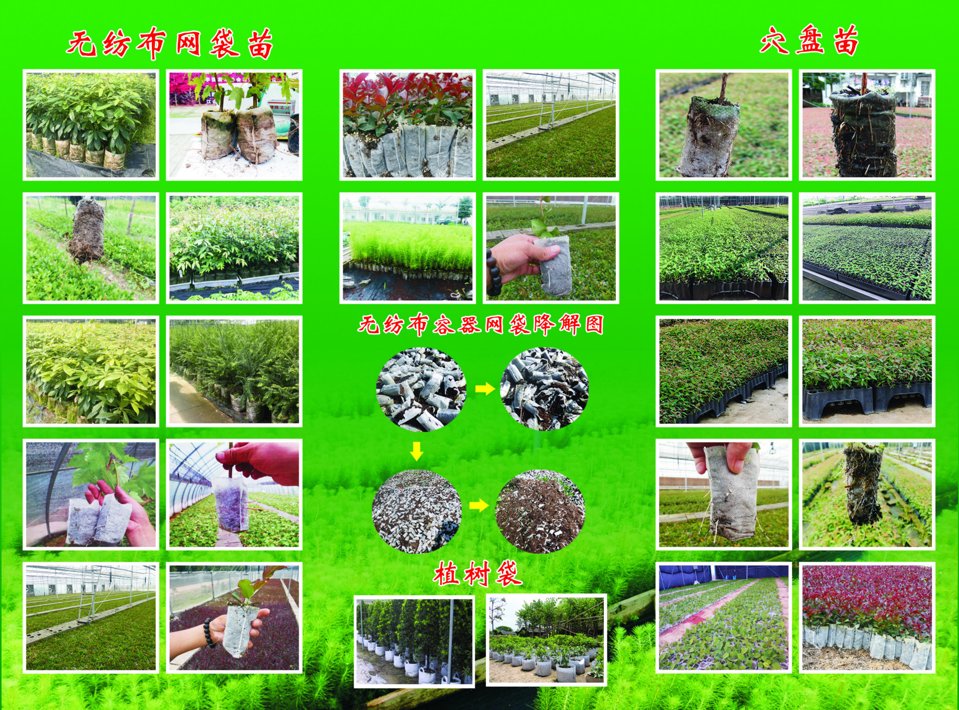 黑色育苗袋在农业领域的应用及其作用探究