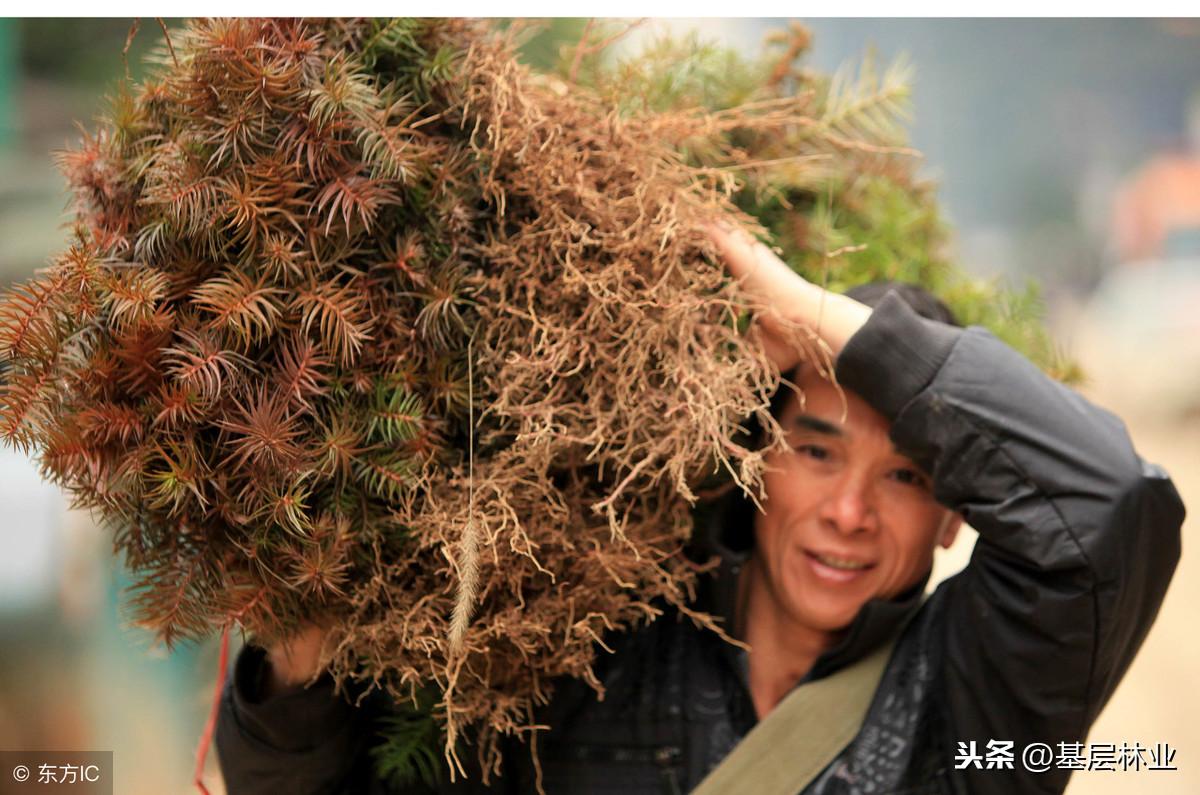 育苗袋杉木苗的种植与管理技术探究