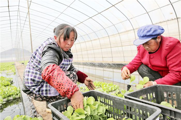 烤烟专用育苗袋，现代烟草种植的创新之选