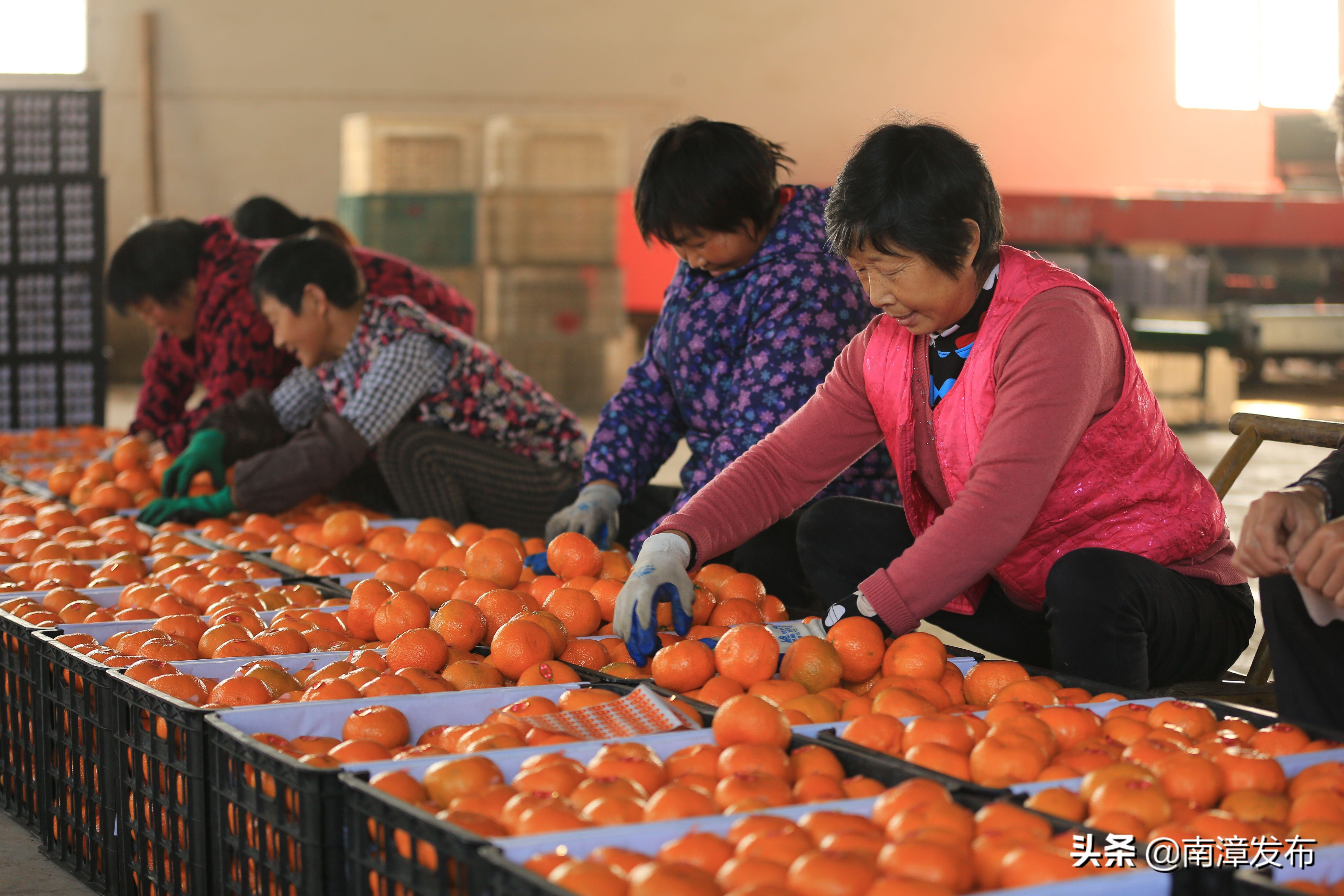 柑桔营养袋育苗技术及其应用概览