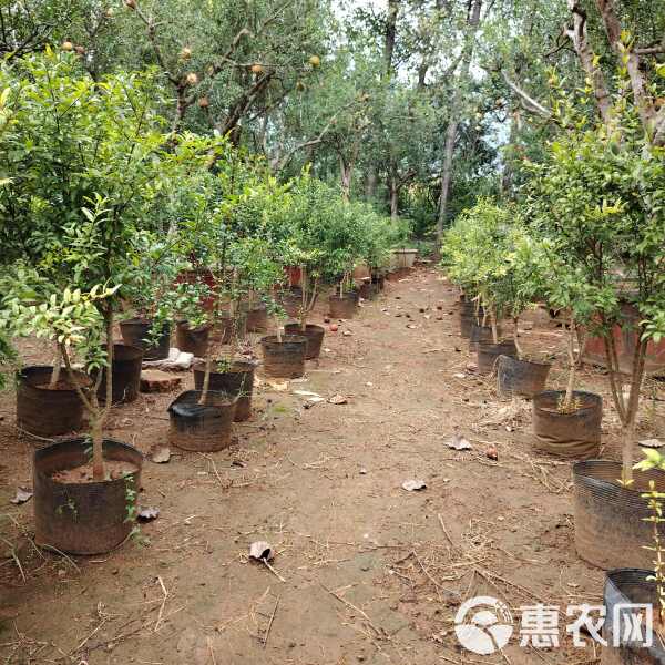 石榴育苗袋种植技术及其应用概览