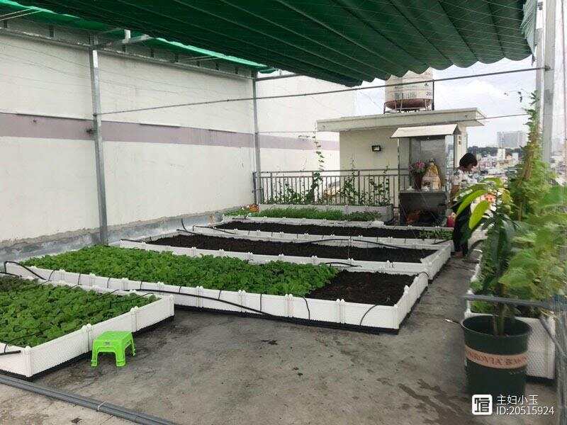 楼顶育苗袋种菜，城市农业新革命