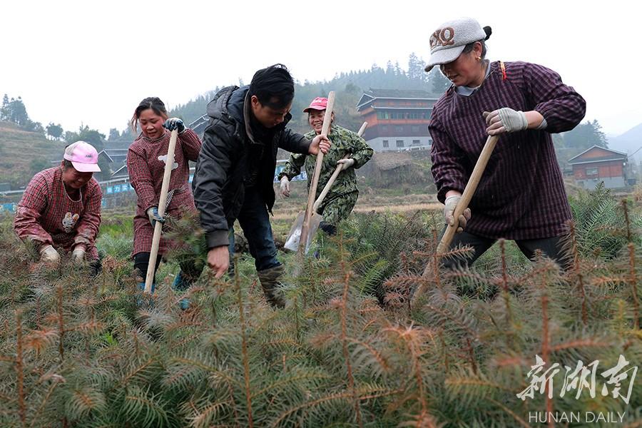 杉木营养袋育苗技术及其应用概览