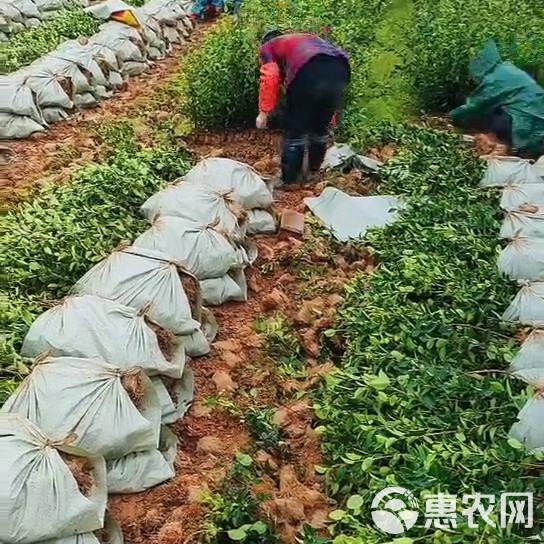 油茶营养袋育苗袋的重要性及其作用解析