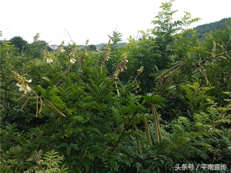 牛大力育苗袋批发，优质资源及产业前景展望