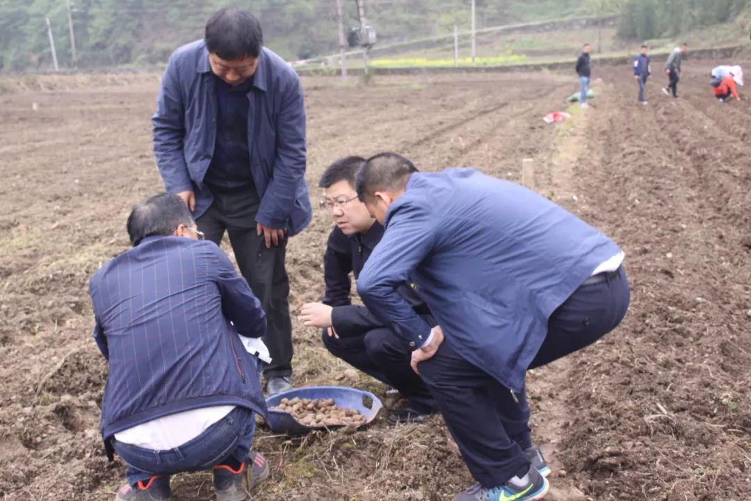 育苗袋种魔芋，高效可持续的农业实践方法