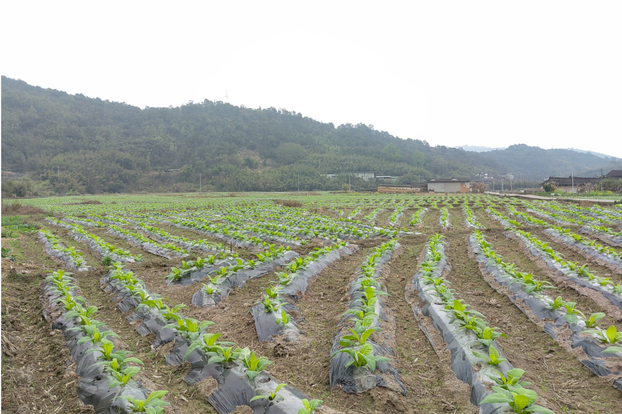 中石化烟叶育苗袋，引领烟草产业绿色革新先锋