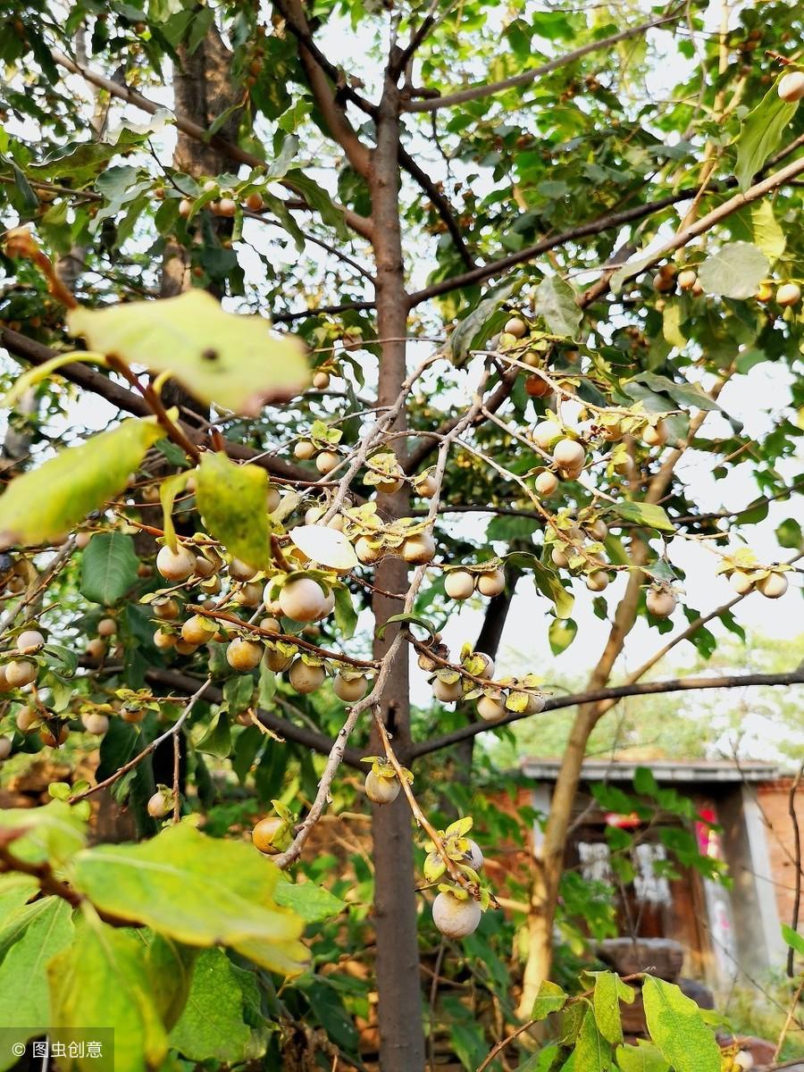 柿树种植袋育苗技术及其应用概览