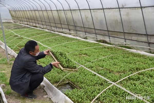 捞泥土育苗袋技术深度解析与实操教程