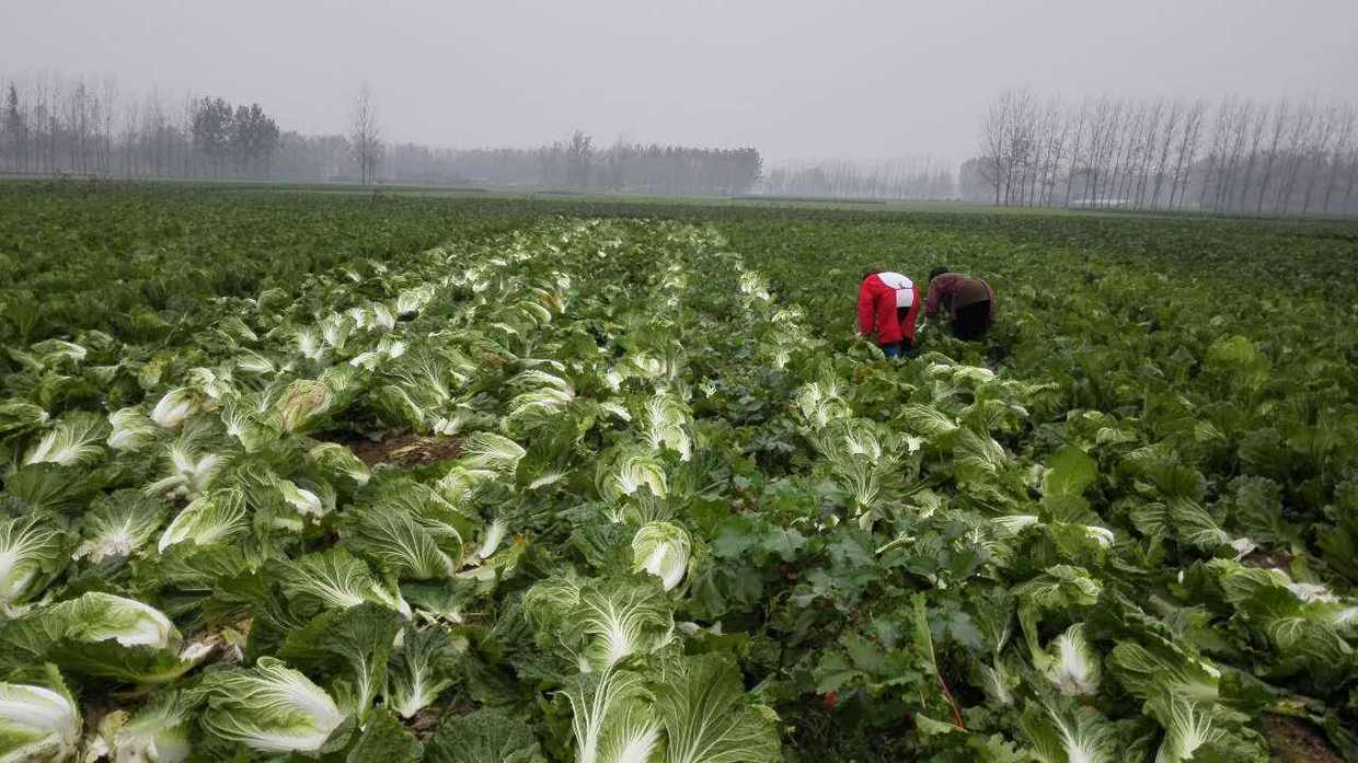 白菜育苗袋的应用与价值探索