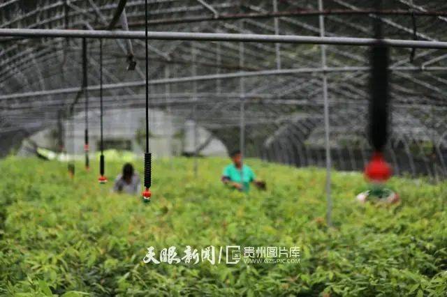 育苗袋支撑竹杆图片的应用与价值探索