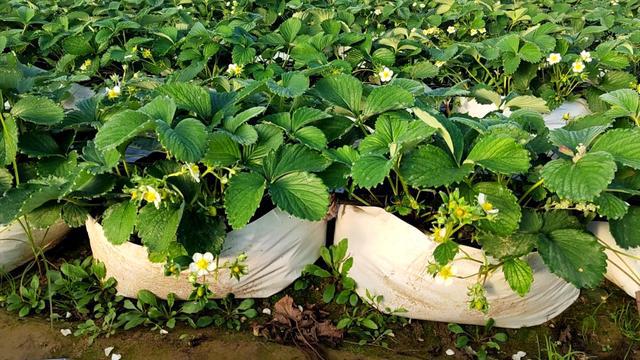 生菜育苗袋种植详解