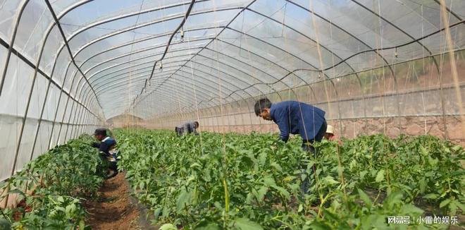 蔬菜种植育苗袋，绿色先锋革新种植技术之道