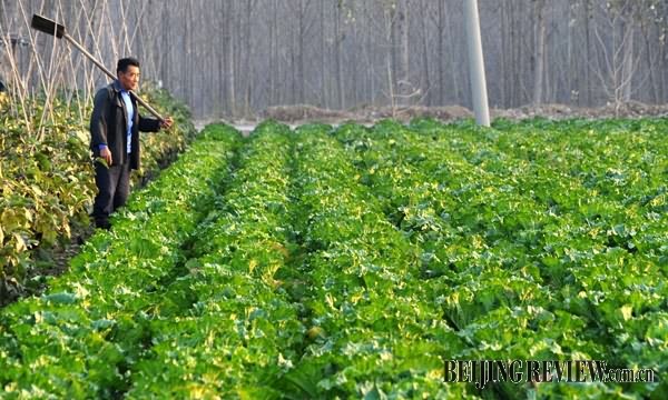 大白菜育苗袋，高效环保育苗技术的实践与应用