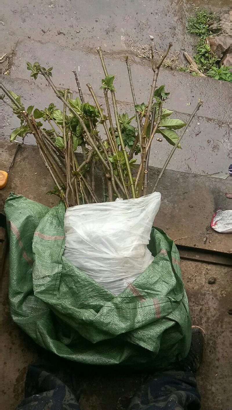 吴茱萸育苗袋图片，探索种植技术的视觉之旅