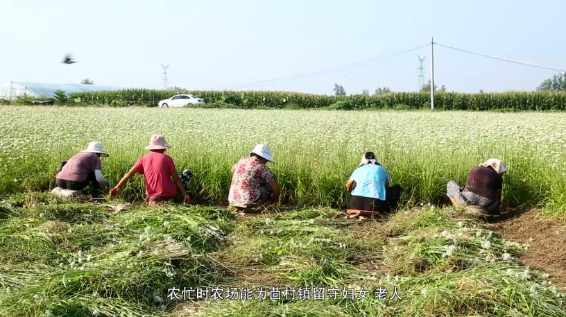 农业科技革新之星，特大号育苗袋应用前景展望