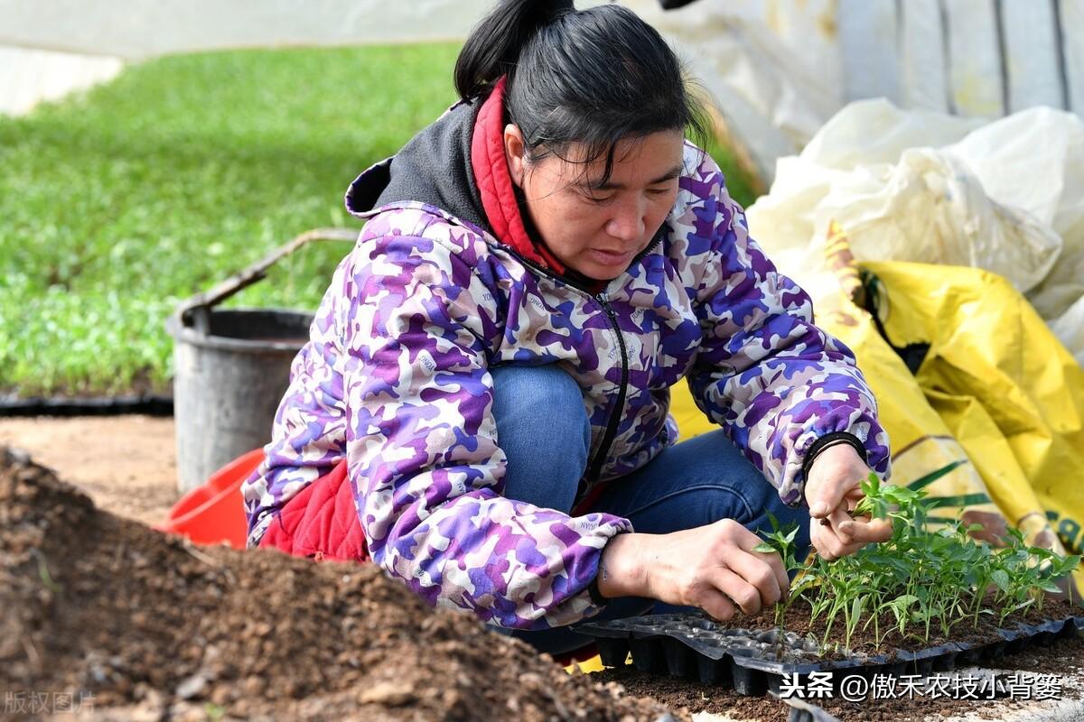 昆明育苗袋填充机，引领育苗产业新动力