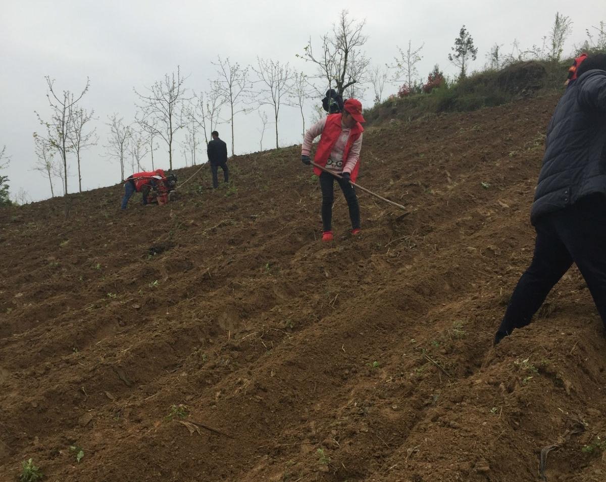 烤烟营养袋假植育苗技术解析