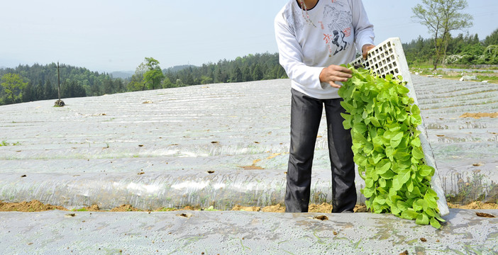 营养袋露天育苗技术在烤烟种植中的实践与探索