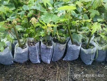 南瓜栽培育苗袋，创新种植方式引领农业新潮流