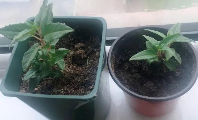 育苗袋扦插蔷薇杆，新技术引领蔷薇种植革新