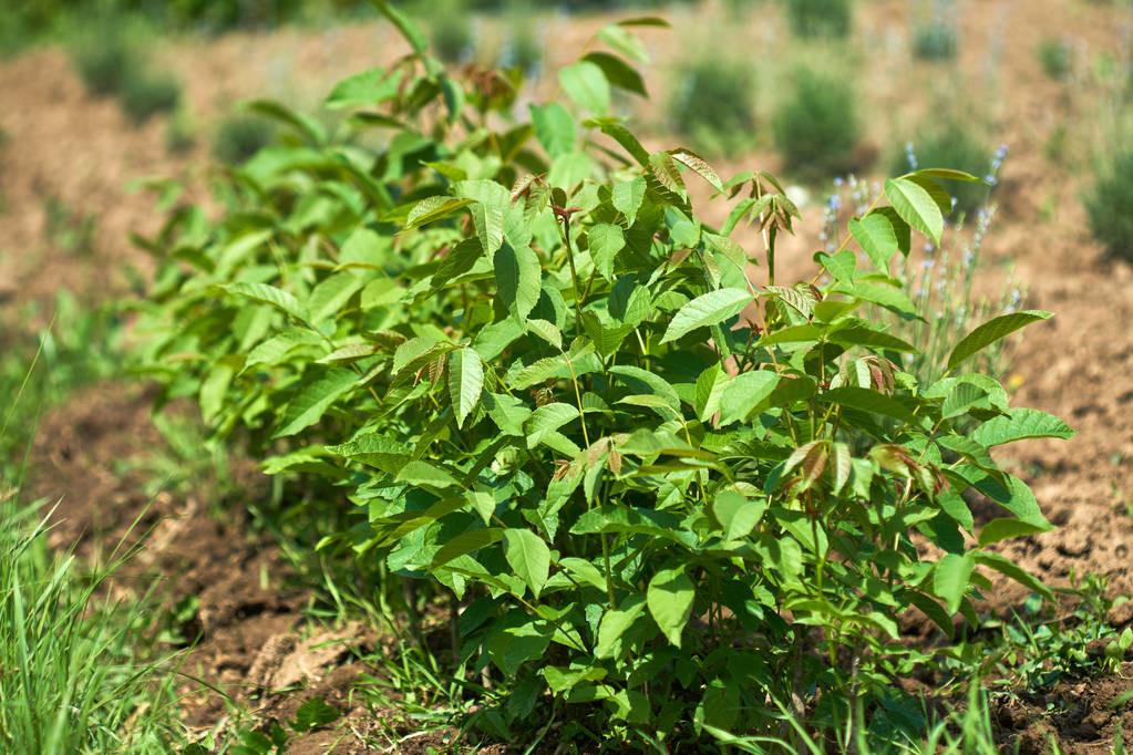 营养袋育苗种植技术及其应用概览