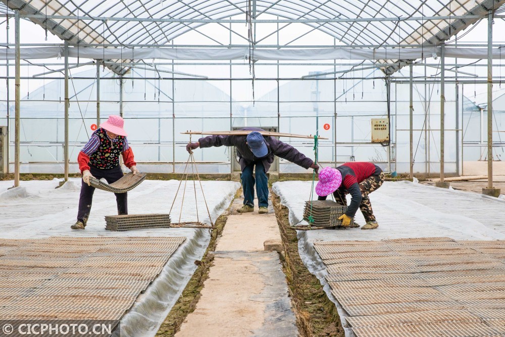 求购日本链式育苗袋，优质育苗技术的探索与普及