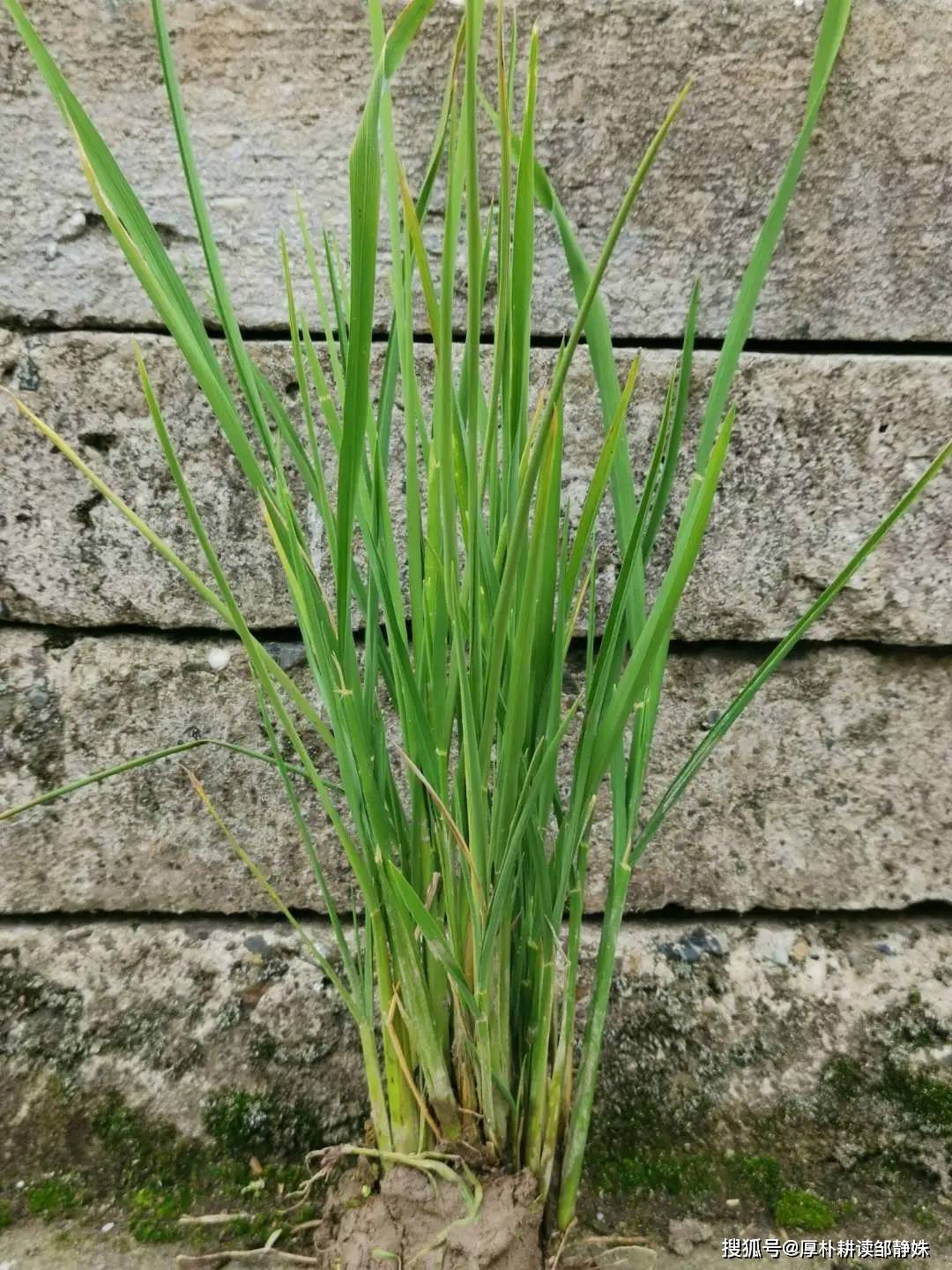 育苗袋，高效种植技术的关键所在