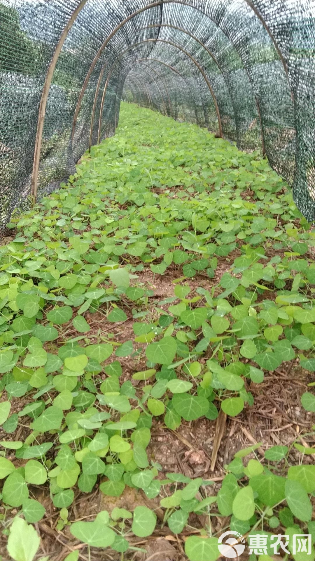 育苗袋防己种植技术，创新植物栽培方法探索