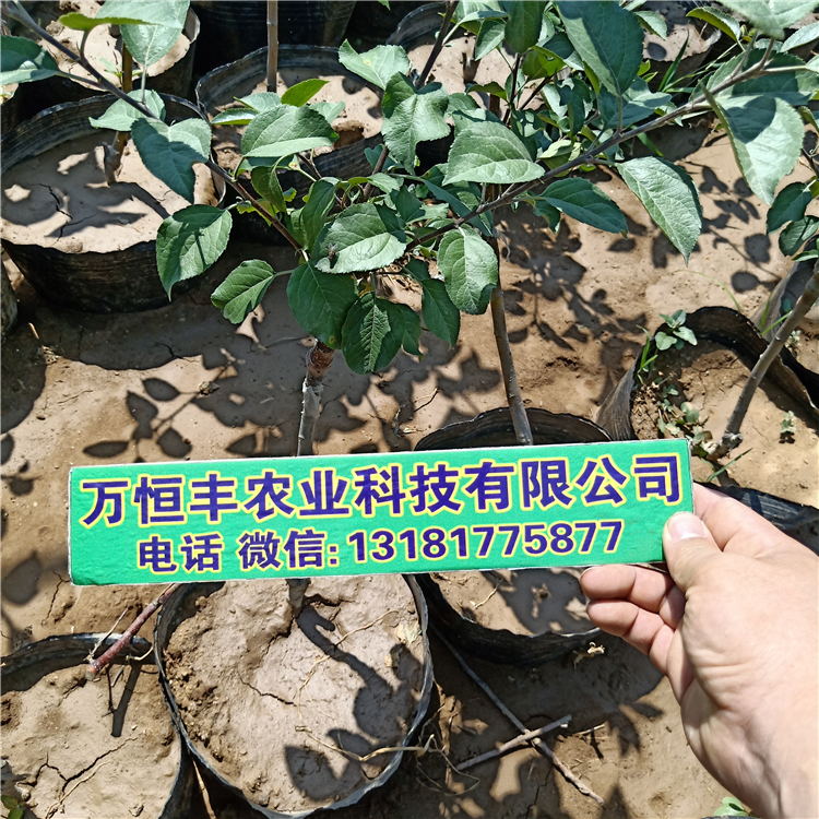 优质栽培之选，黑色果树育苗袋大号