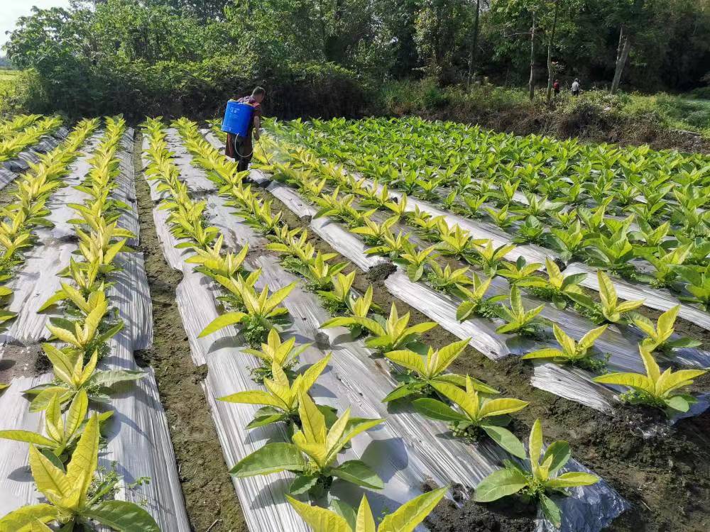 烟草营养袋假植育苗技术解析