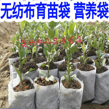 育苗枝的营养袋，现代农业种植技术的创新之路