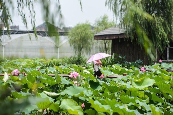 荷花育苗袋批发厂家，引领荷花种苗培育行业先锋