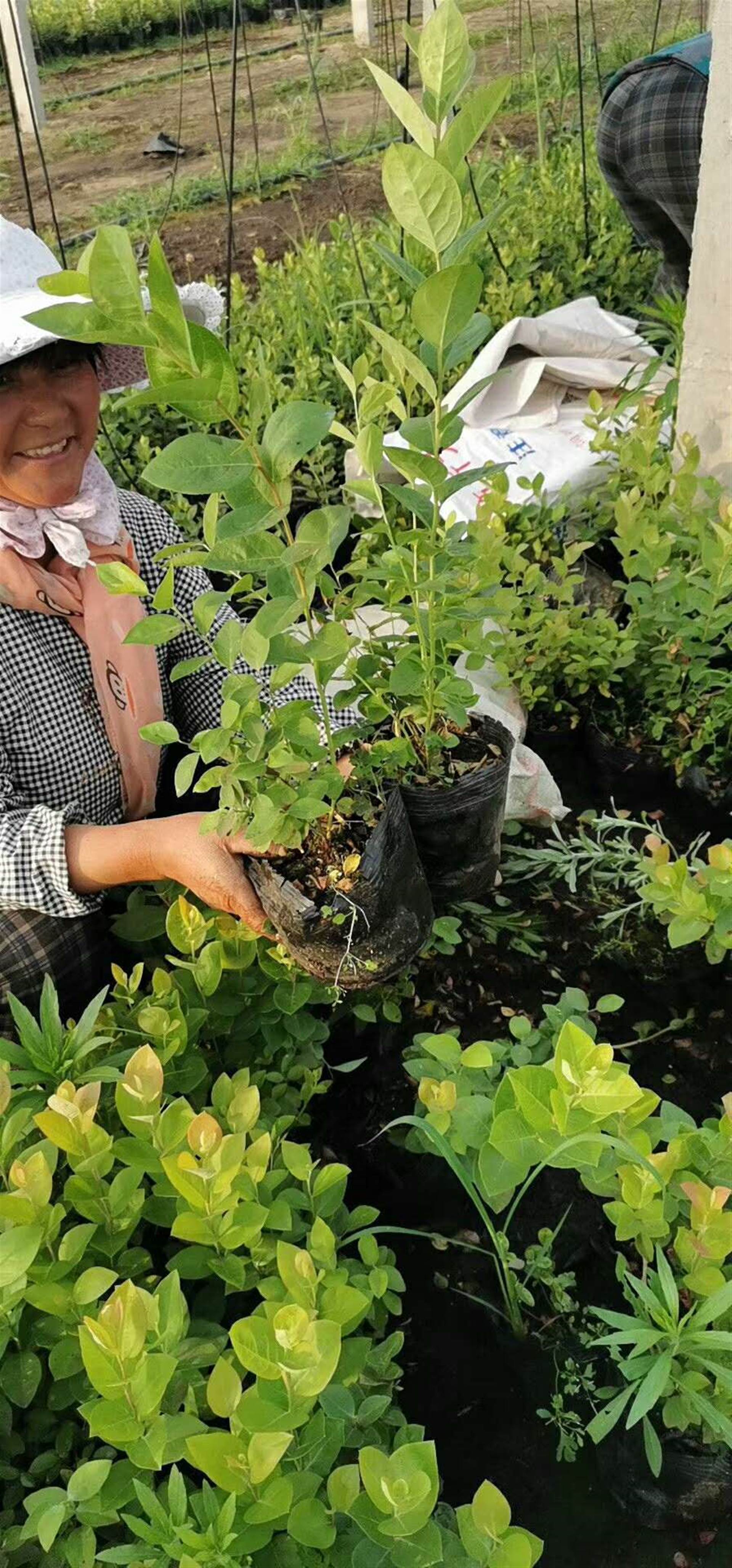 育苗袋种植蓝莓，优势解析与注意事项指南