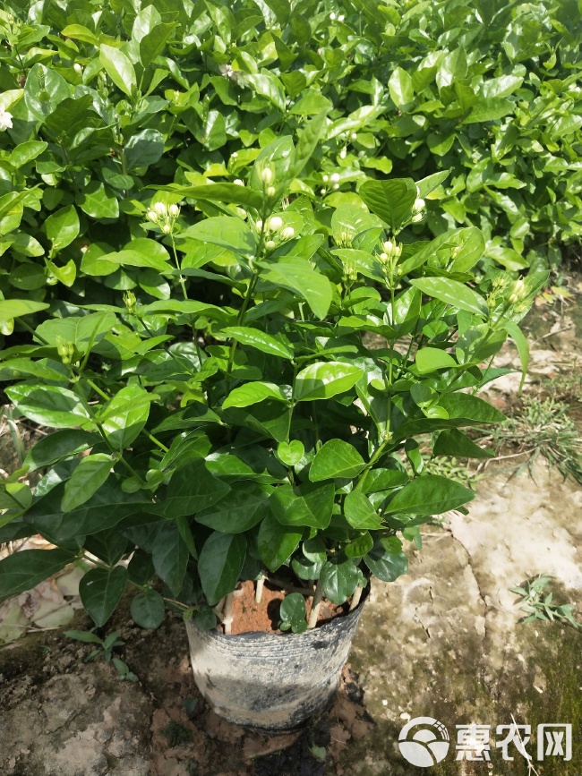 茉莉花育苗袋，培育健康茂盛茉莉花的秘密利器