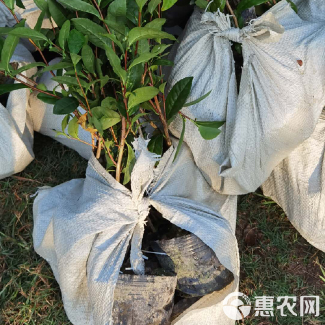 茶树育苗新技术探索，专用育苗袋与茶树生长图片展示