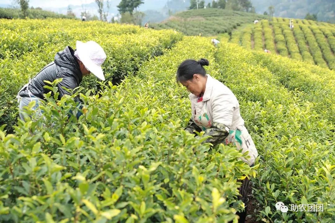 茶叶育苗营养袋技术，探索与实践应用