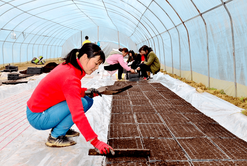 育苗营养土袋，幼苗种植的理想选择