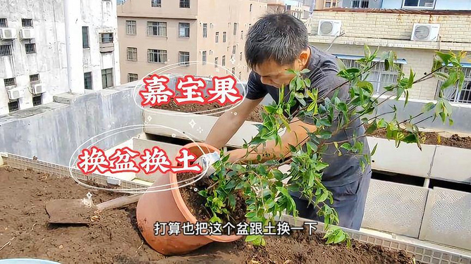 育苗袋换盆全攻略，步骤详解、注意事项与实用建议