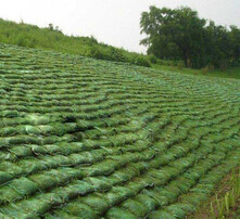 植生袋育苗技术及其应用概览