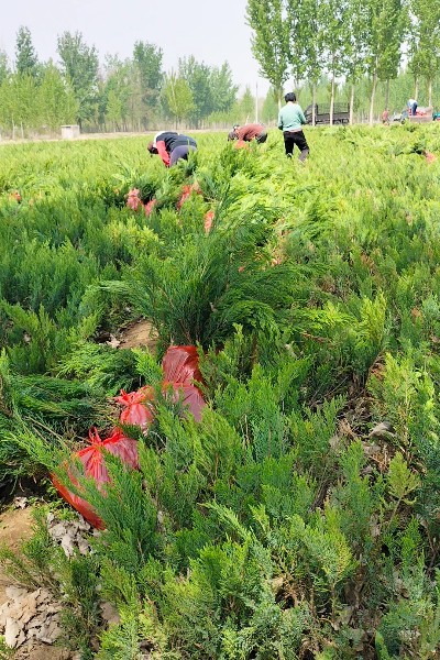 沙地柏营养袋育苗技术及其应用概览