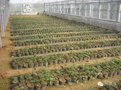 育苗袋使用指南及泡水需求解析