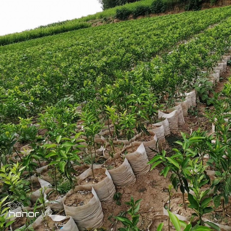 优质美植育苗袋，生态种植的新选择，批量供应